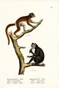 1824年の大きな短尾キツネザル 作： Karl Joseph Brodtmann